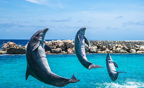 three gray dolphins flying above sea at daytime thumbnail