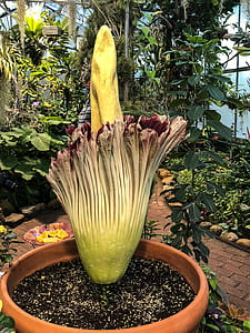 Amorphophallus titanum corpse flower in bloom at Tucson Botanical Gardens, Tucson, Arizona thumbnail