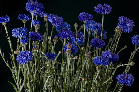 blue petaled flowers thumbnail