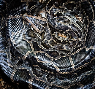 close-up photography of black and brown snake thumbnail