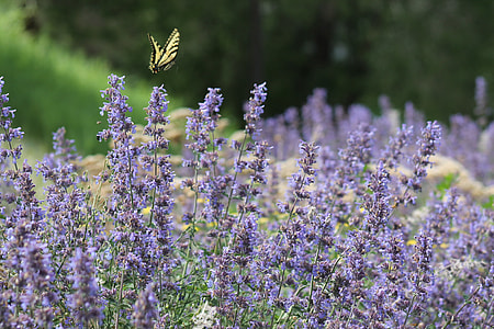 tiger swallowtail butterfly flying above purple flower field during daytime thumbnail