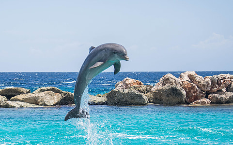 Dolphin showing some stunts under sunny sky thumbnail