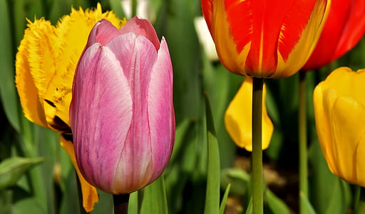 selective focus photography of purple, red, and yellow petaled flowers thumbnail