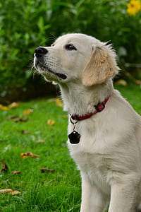 golden retriever puppy on green grass thumbnail