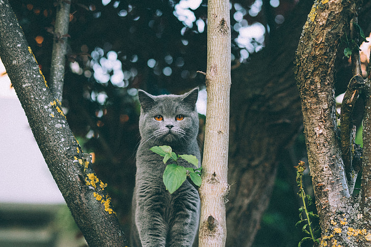 gray cat on top of tree