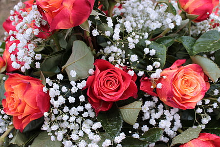 red roses thumbnail