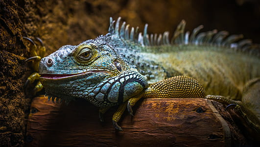 Blue and Brown Iguana thumbnail