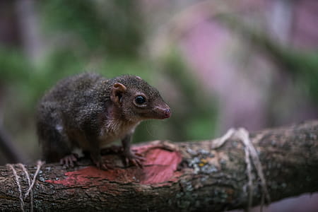 Selective Focus Photography of Brown Rodent thumbnail