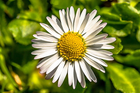 shallow focus photography of white flower thumbnail