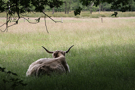 Landscape, Scottish Highlander thumbnail