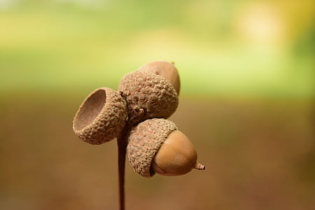 shallow focus lens photography of acorns thumbnail