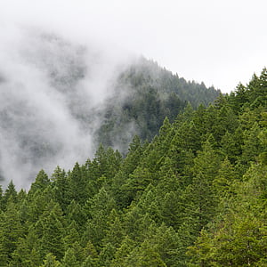 green leafed trees during daytime thumbnail