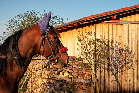 brown horse during daytime thumbnail