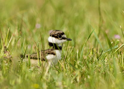 bird on grass thumbnail