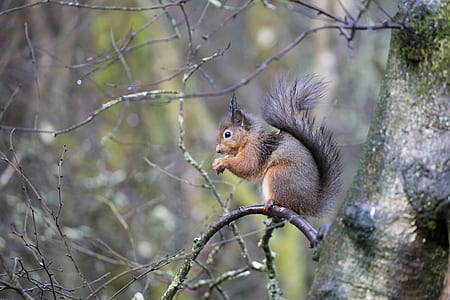 brown squirrel on tree thumbnail