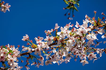 low angle photo of white petaled flowers at daytime thumbnail