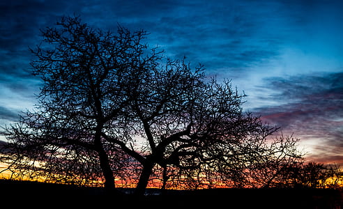 silhouette photography of bare trees under blue sky thumbnail