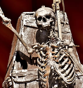 close-up photography of skeleton thumbnail