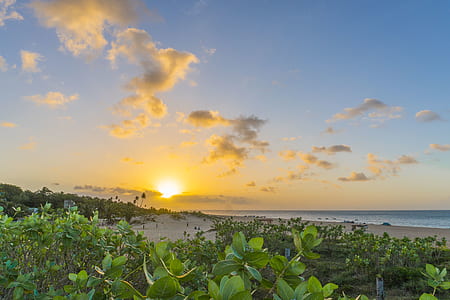 landscape photography of plants near sea at sunrise thumbnail