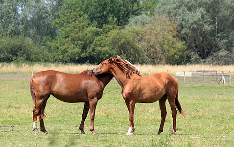 two brown horse standing on grass field at daytime thumbnail