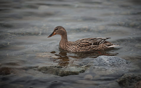 nature, bird, water, rocks thumbnail
