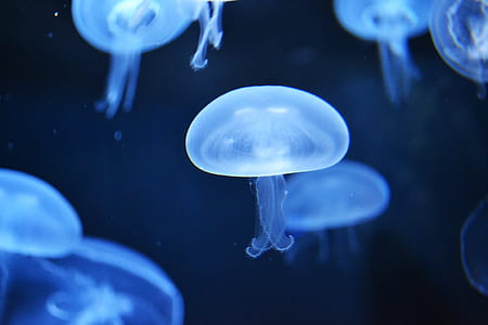 jellyfish thumbnail