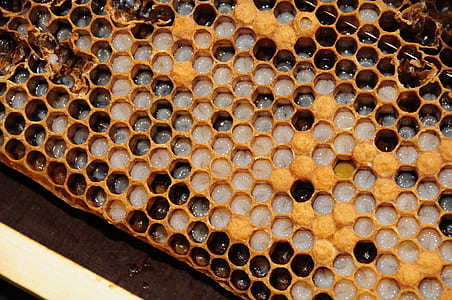 honeycomb, simmer, bees, honey, nectar, residential structure thumbnail