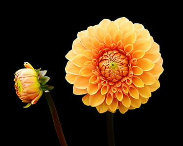 macro photography of yellow and orange flower thumbnail
