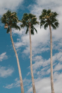 low angle photo of green palm trees under white clouds during daytimes thumbnail
