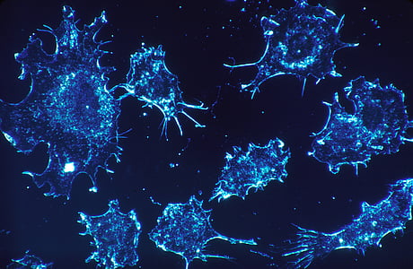 amoeba microscopic image thumbnail