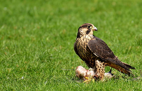 beige and black hawk standing on green grass thumbnail