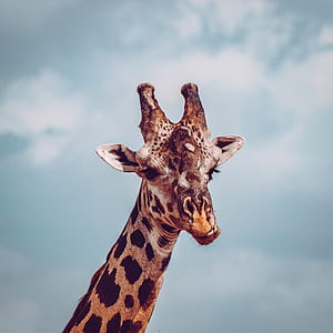 giraffe during day thumbnail