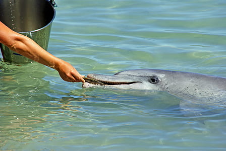 person feeding gray dolphin thumbnail