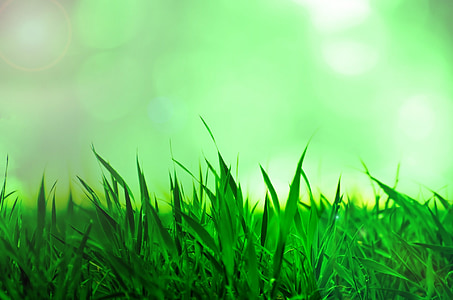 green grass thumbnail