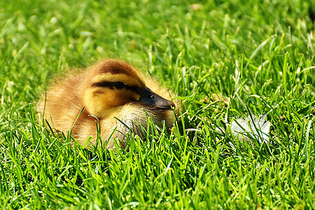 brown duckling on top of brown grass thumbnail