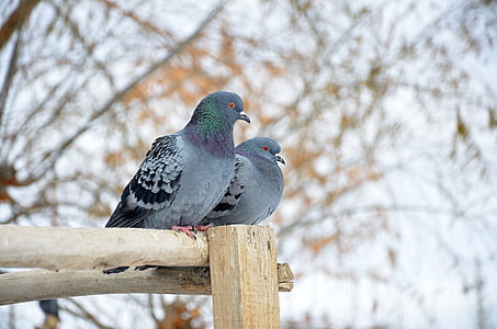 two rock doves on brown wooden stand thumbnail