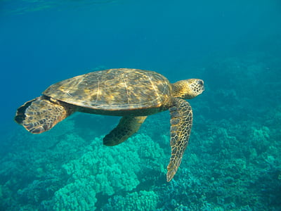 brown sea turtle underwater at daytime thumbnail