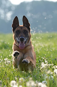 selective focus photo of adult brown German shepherd thumbnail
