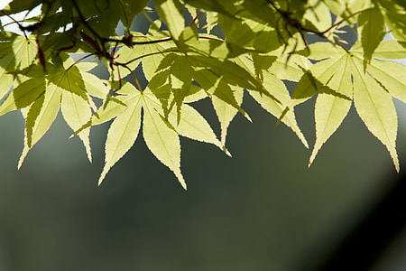 green leafed tree thumbnail