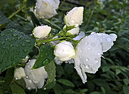 white rose with water droplets closeup photography thumbnail