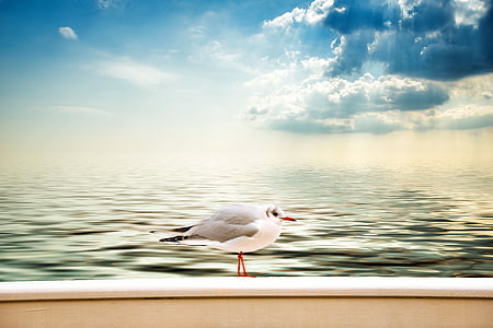 white and gray bird near ocean thumbnail