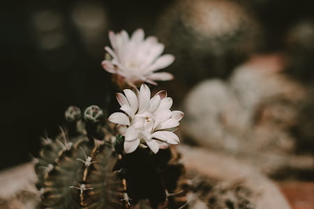 White Petaled Flowers thumbnail