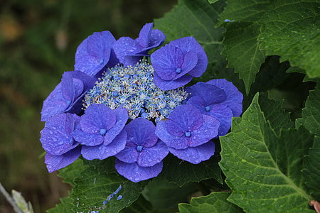 shallow focus photography of blue flowers surrounded by green leaves during daytime thumbnail