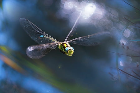 macro photography of green dragonfly thumbnail
