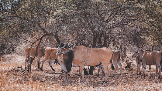 group of animals near trees thumbnail