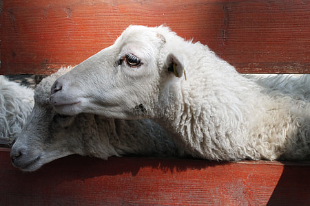 two white goats during daytime thumbnail