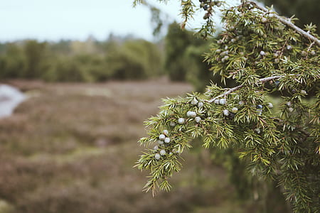 tilt shift photography of green leaf tree thumbnail