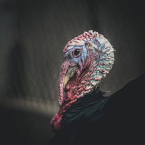 shallow focus photography of turkey thumbnail