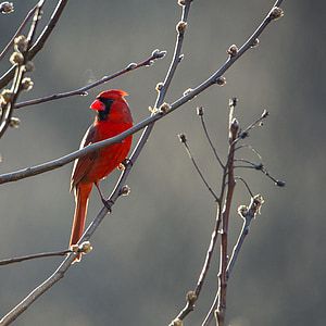 red cardinal bird thumbnail