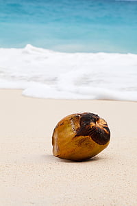 shallow focus photography of coconut at coast thumbnail